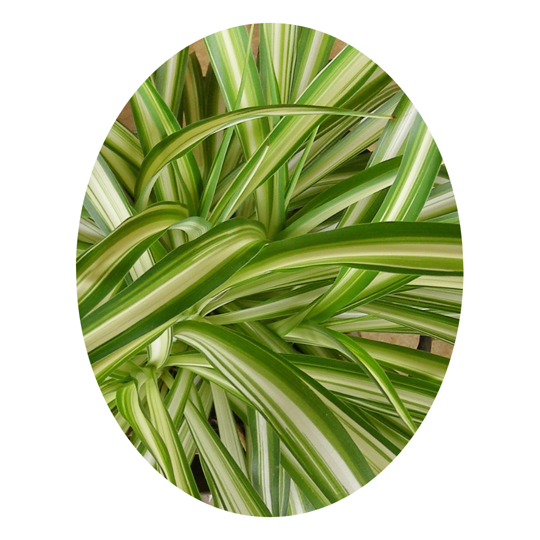 Spider Plant - a low-maintenance indoor greenery that adds vibrant life to your home while thriving effortlessly.