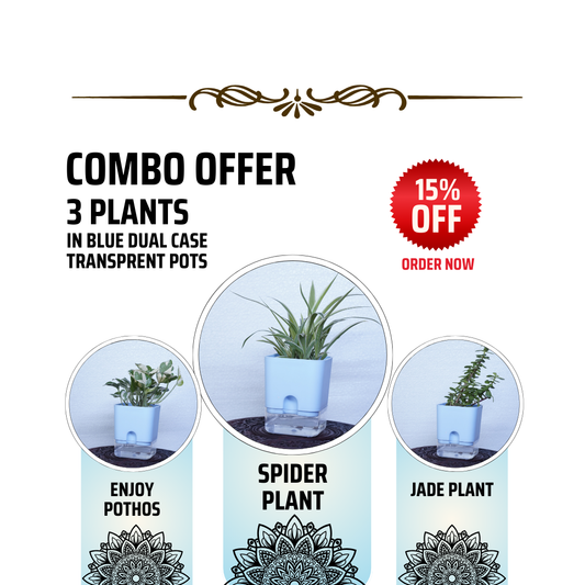 Indoor plant combo featuring air-purifying spider plant, jade plant, and lucky bamboo, symbolizing prosperity and fresh energy for your home.