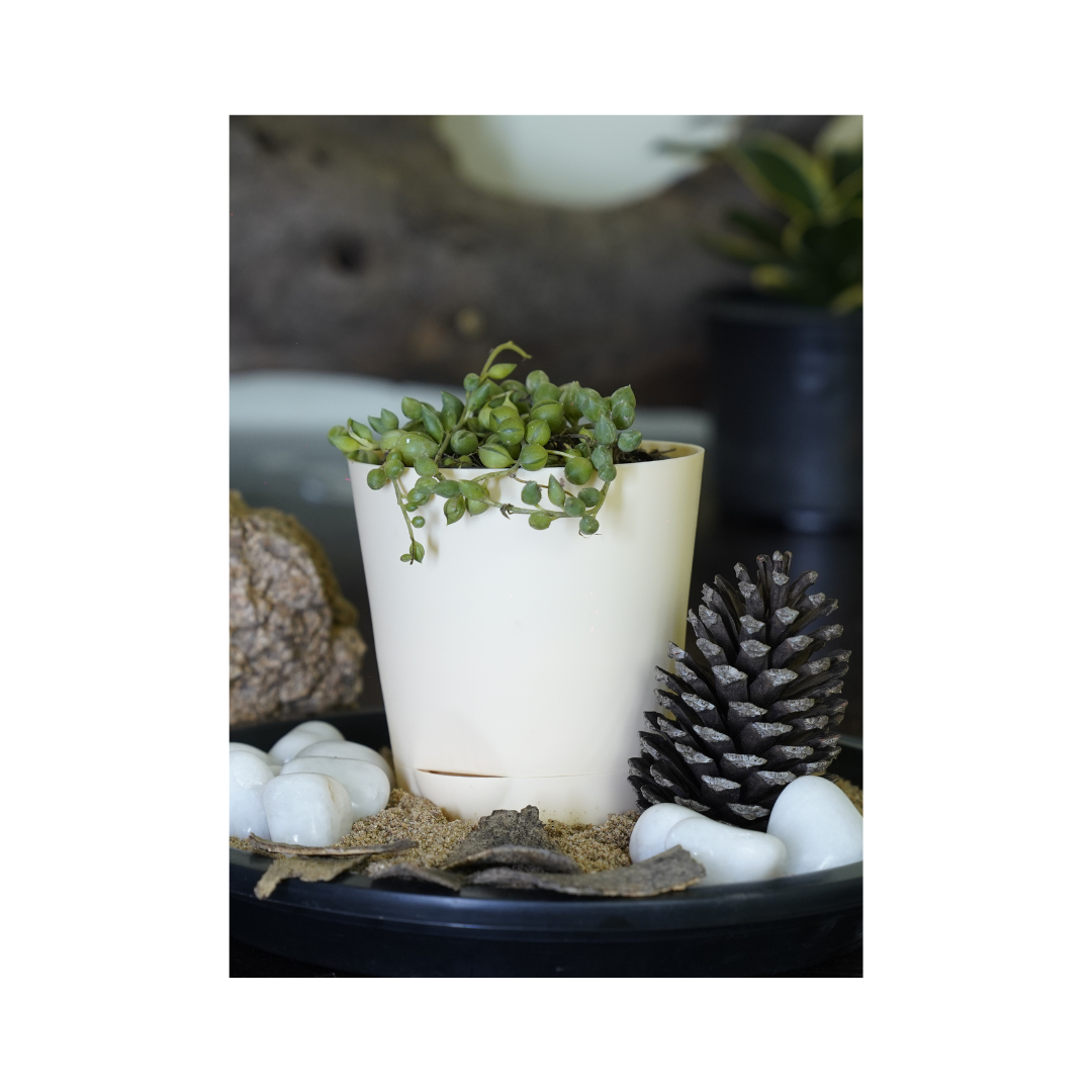 Enhance your space with the aesthetics of succulent plants-string-of-pearls