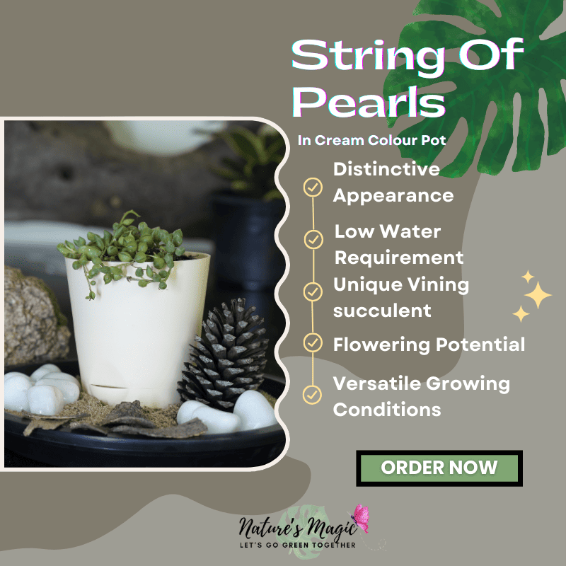 Oxygen plants for home: String of Pearls, a unique basket plant perfect for indoor air quality.