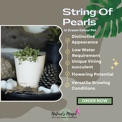 Oxygen plants for home: String of Pearls, a unique basket plant perfect for indoor air quality.