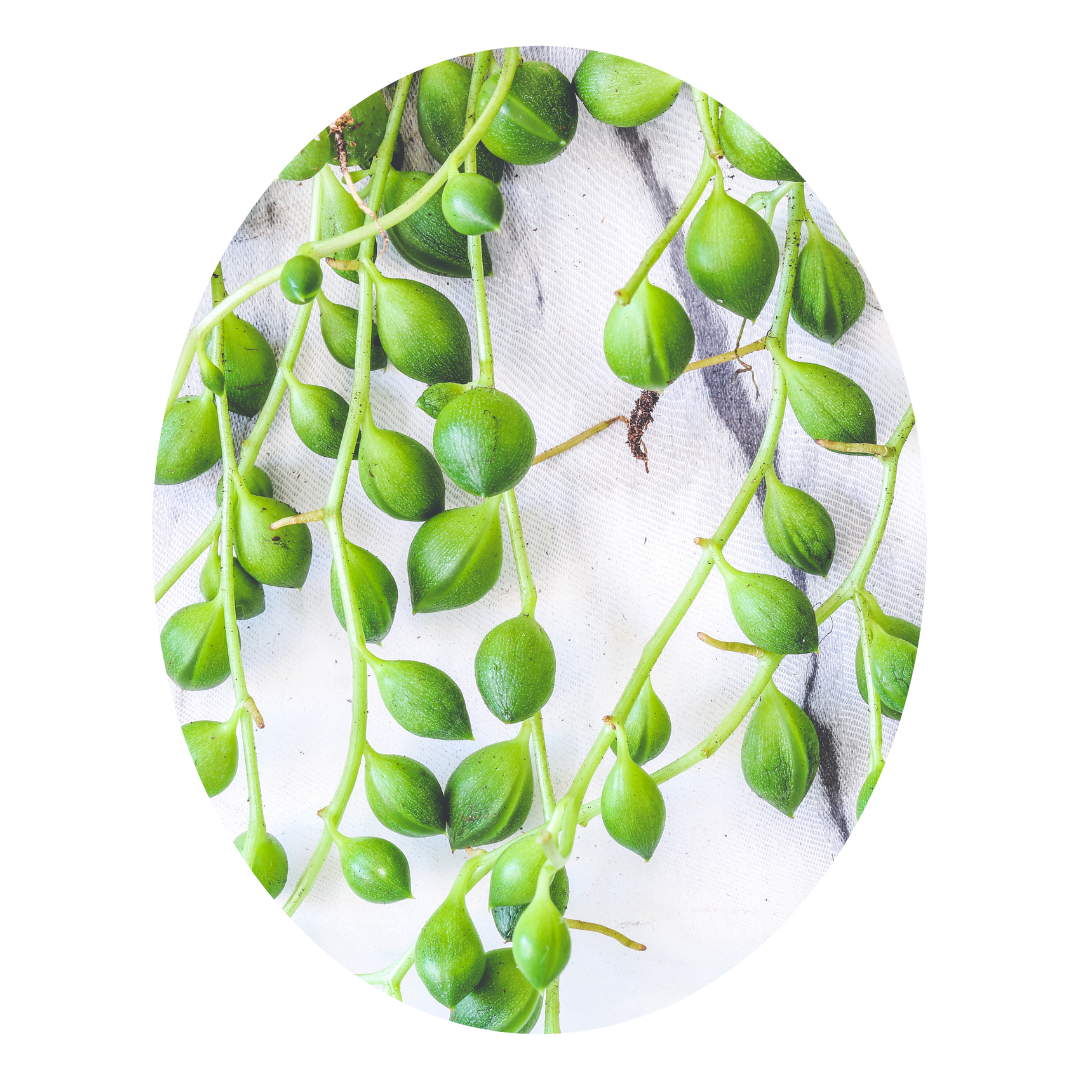 Oxygen plants for home: String of Pearls, a unique basket plant perfect for indoor air quality.