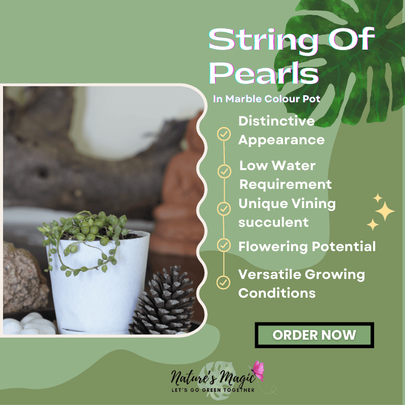 Oxygen plants for home: String of Pearls, a unique basket plant perfect for indoor air quality.