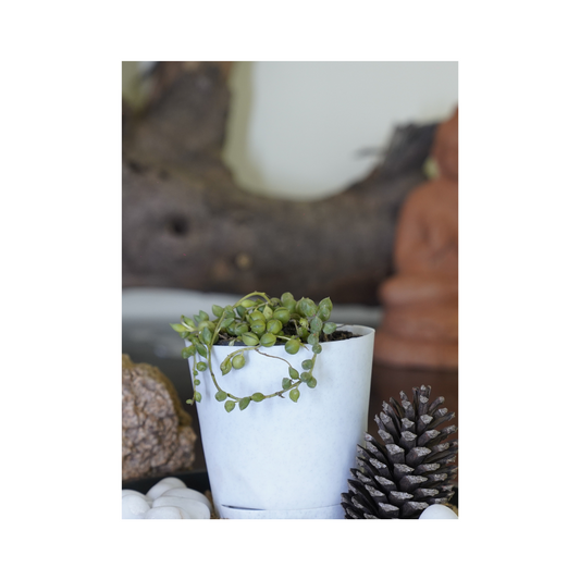 Enhance your space with the aesthetics of succulent plants-string-of-pearls