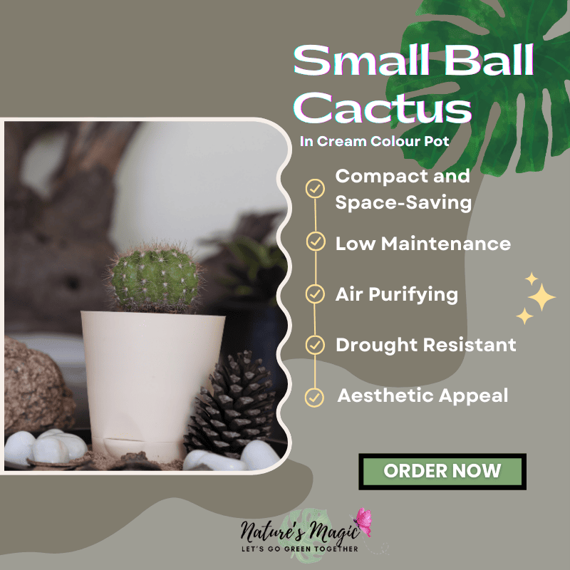 Round cactus succulents, perfect as aesthetic succulent plants for indoor décor.