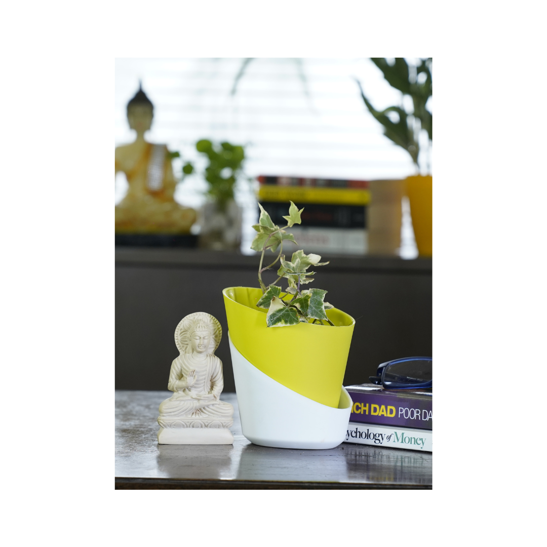 English Ivy (Hedera helix) is one of the best indoor plants for home, renowned for its air-purifying abilities and its versatile growth habits that add natural beauty to any space.