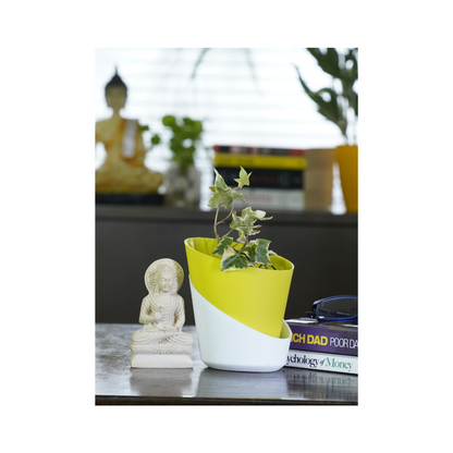 English Ivy (Hedera helix) is one of the best indoor plants for home, renowned for its air-purifying abilities and its versatile growth habits that add natural beauty to any space.