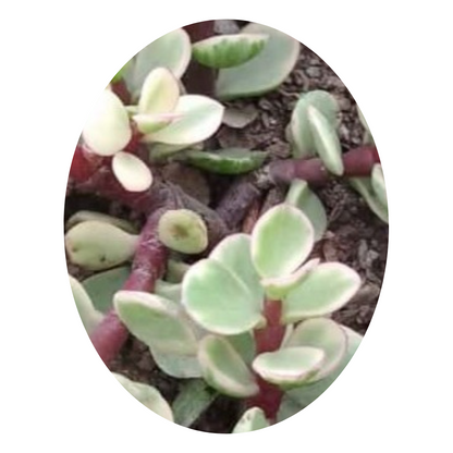 Variegated Jade – an auspicious plant for home, known as a lucky addition that brings positivity and natural beauty to indoor spaces.