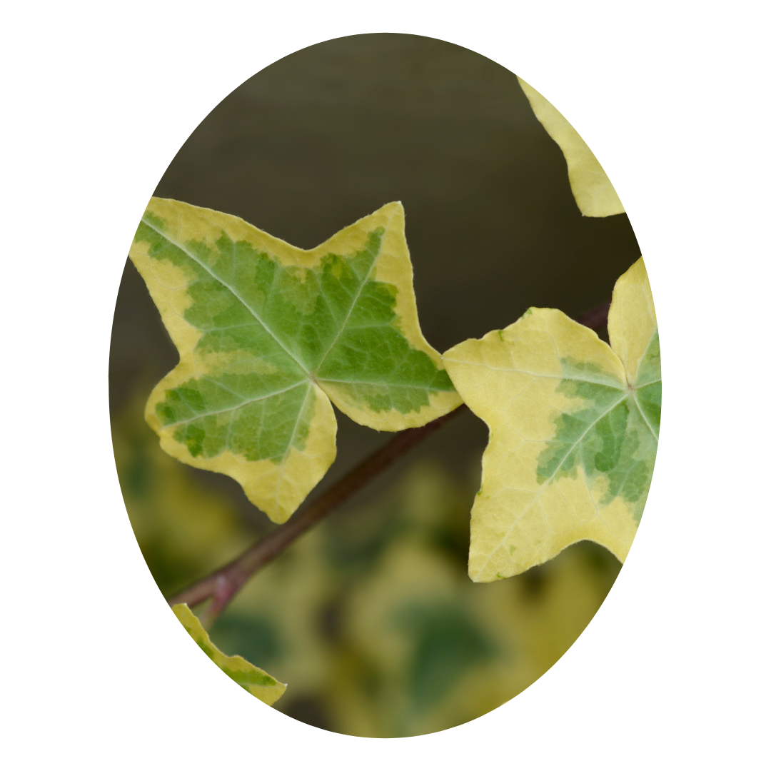 English Ivy (Hedera helix) is one of the best indoor plants for home, renowned for its air-purifying abilities.