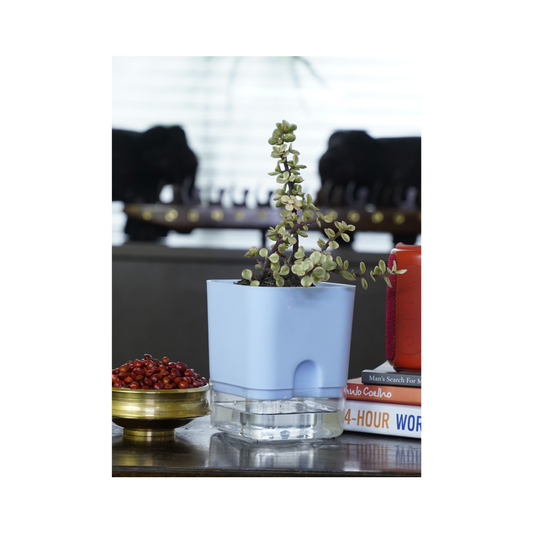 Variegated Jade - a striking indoor lucky plant that enhances aesthetics while providing excellent oxygenation, making it a perfect addition to your indoor space.