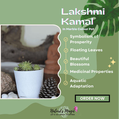 plants and vastu:The Laxmi Kamal plant is known for its positive energy and is considered auspicious in Vastu Shastra, promoting prosperity and harmony in your home.