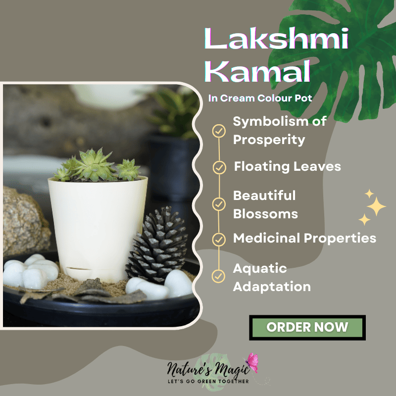 plants and vastu:The Laxmi Kamal plant is known for its positive energy and is considered auspicious in Vastu Shastra, promoting prosperity and harmony in your home.