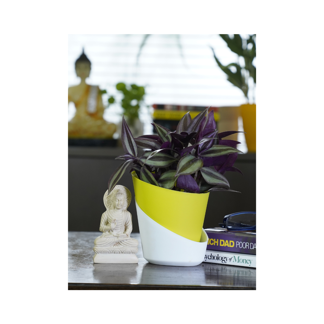 Tradescantia zebrina is a stunning choice for indoor hanging baskets, showcasing its vibrant striped leaves that cascade beautifully, adding a touch of lush greenery to any space.