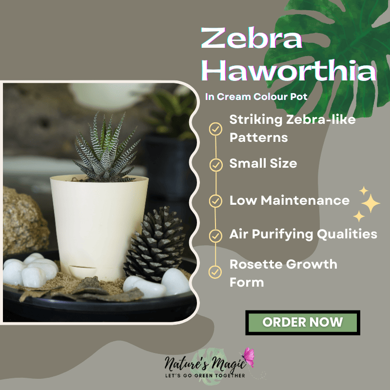 Best house plant for oxygen: Zebra Aloe (Haworthia), a striking succulent ideal for indoor air purification.