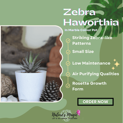 Best house plant for oxygen: Zebra Aloe (Haworthia), a striking succulent ideal for indoor air purification