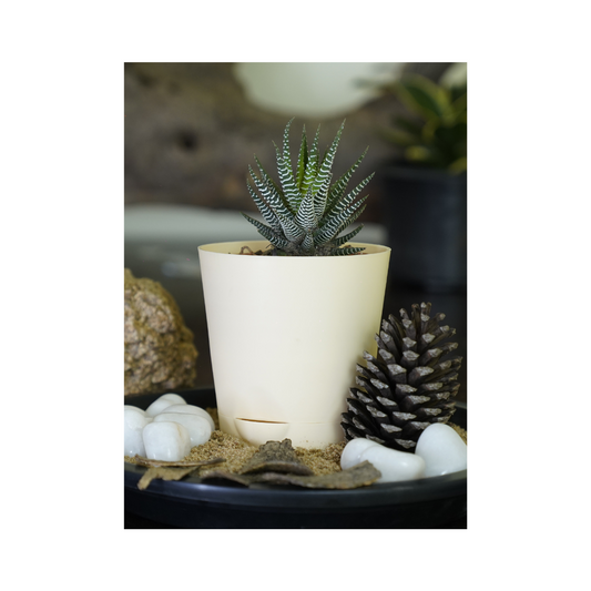 Enhance your space with the aesthetics of succulent plants-Haworthia.