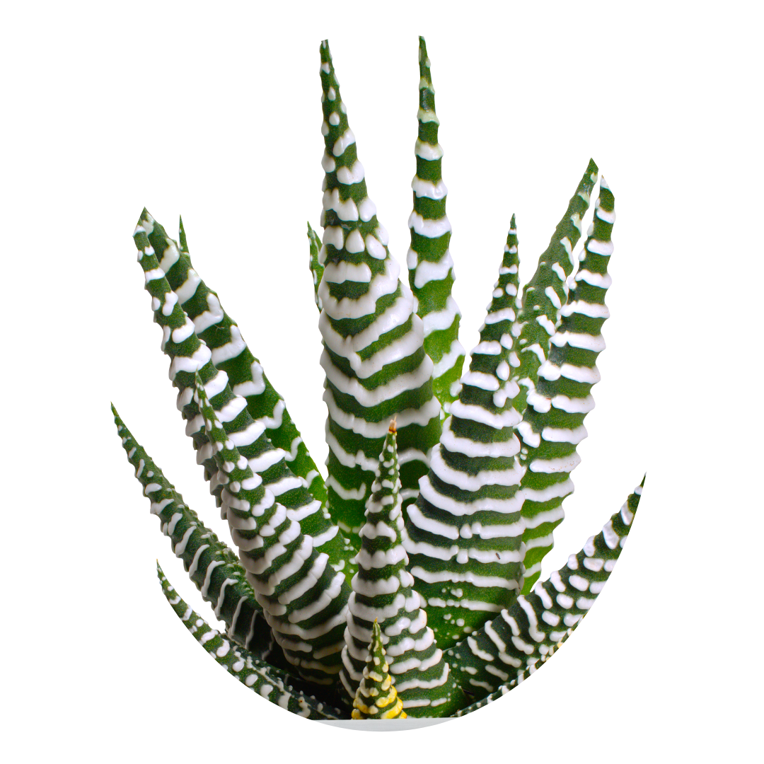 Best house plant for oxygen: Zebra Aloe (Haworthia), a striking succulent ideal for indoor air purification.